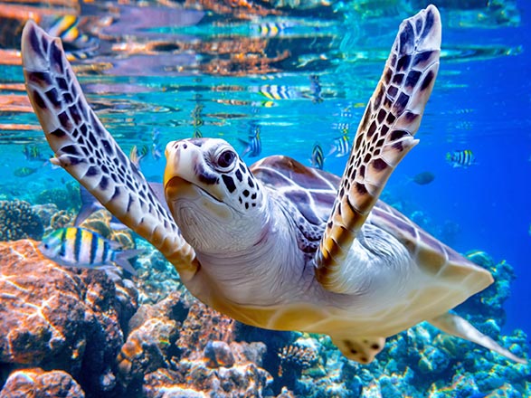 Escale Bahamas (MSC Ocean Cay)